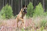 MALINOIS 518